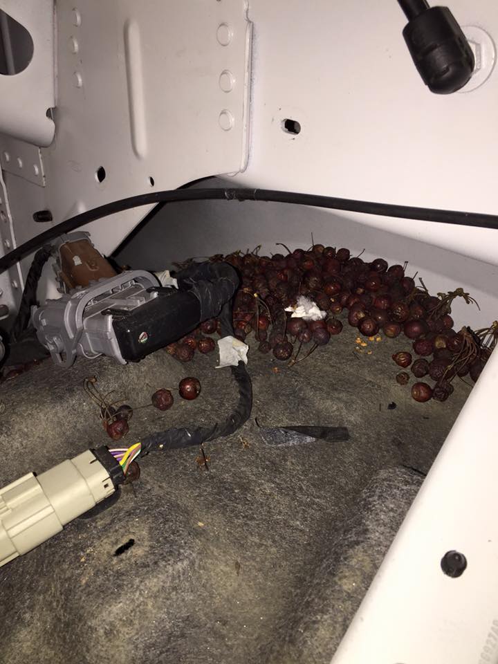 Interior auto body repair in Cartersville, GA | Candy Apple Custom Collision II